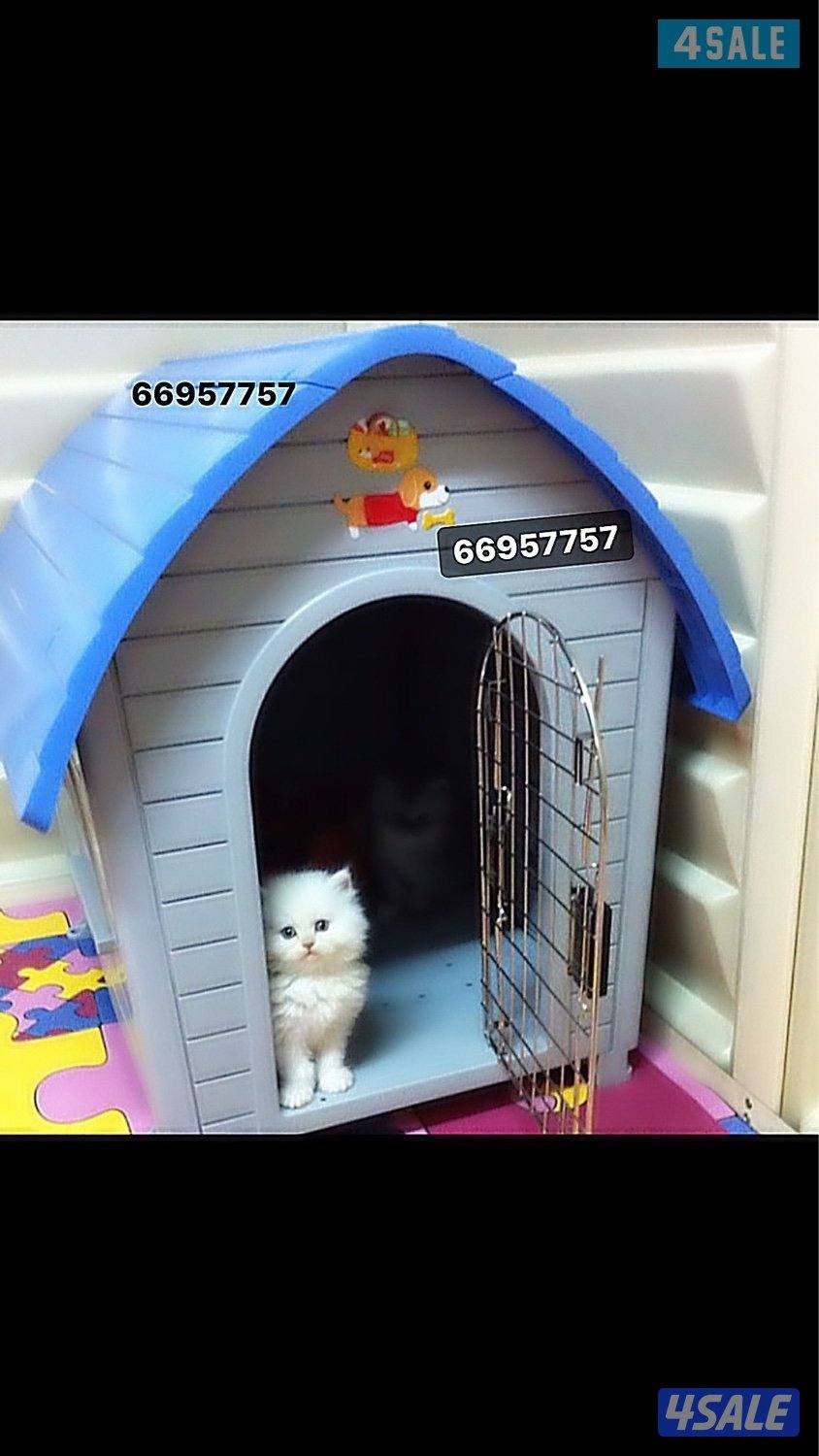 بيوت لحجم القطط وكلاب الزينه 🐶🐕🦺1