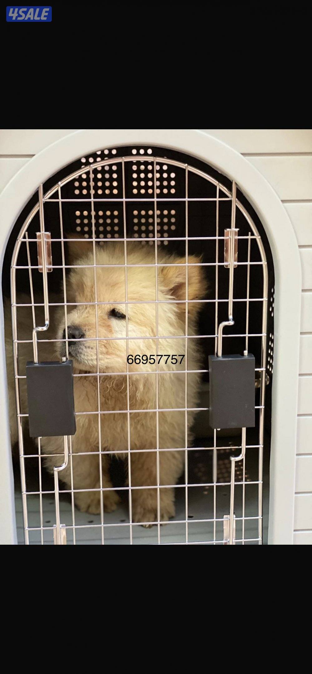 بيوت لحجم القطط وكلاب الزينه 🐶🐕🦺6