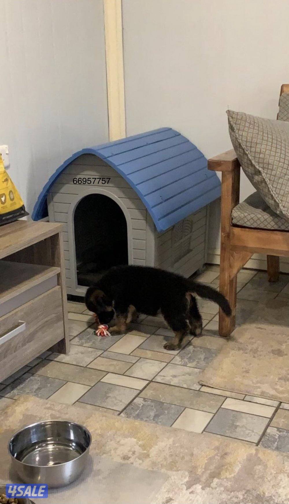 بيوت لحجم القطط وكلاب الزينه 🐶🐕🦺7