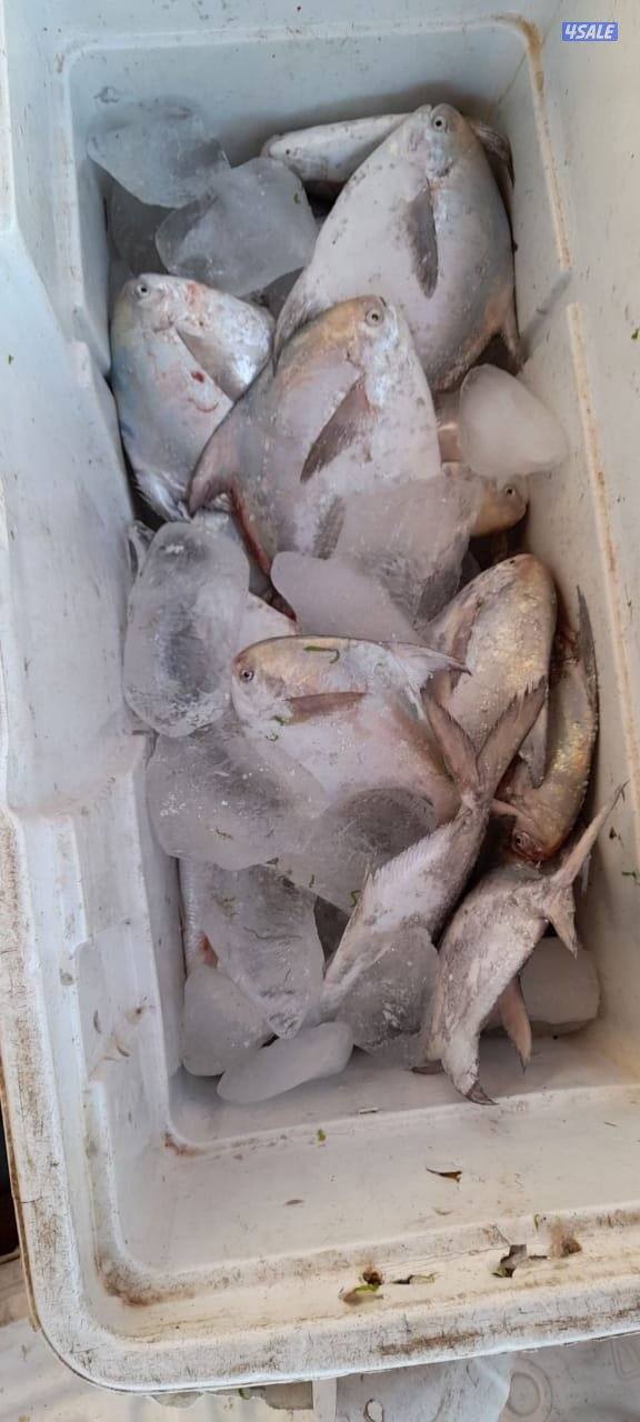 رخصة صيد غزل (عدة)1