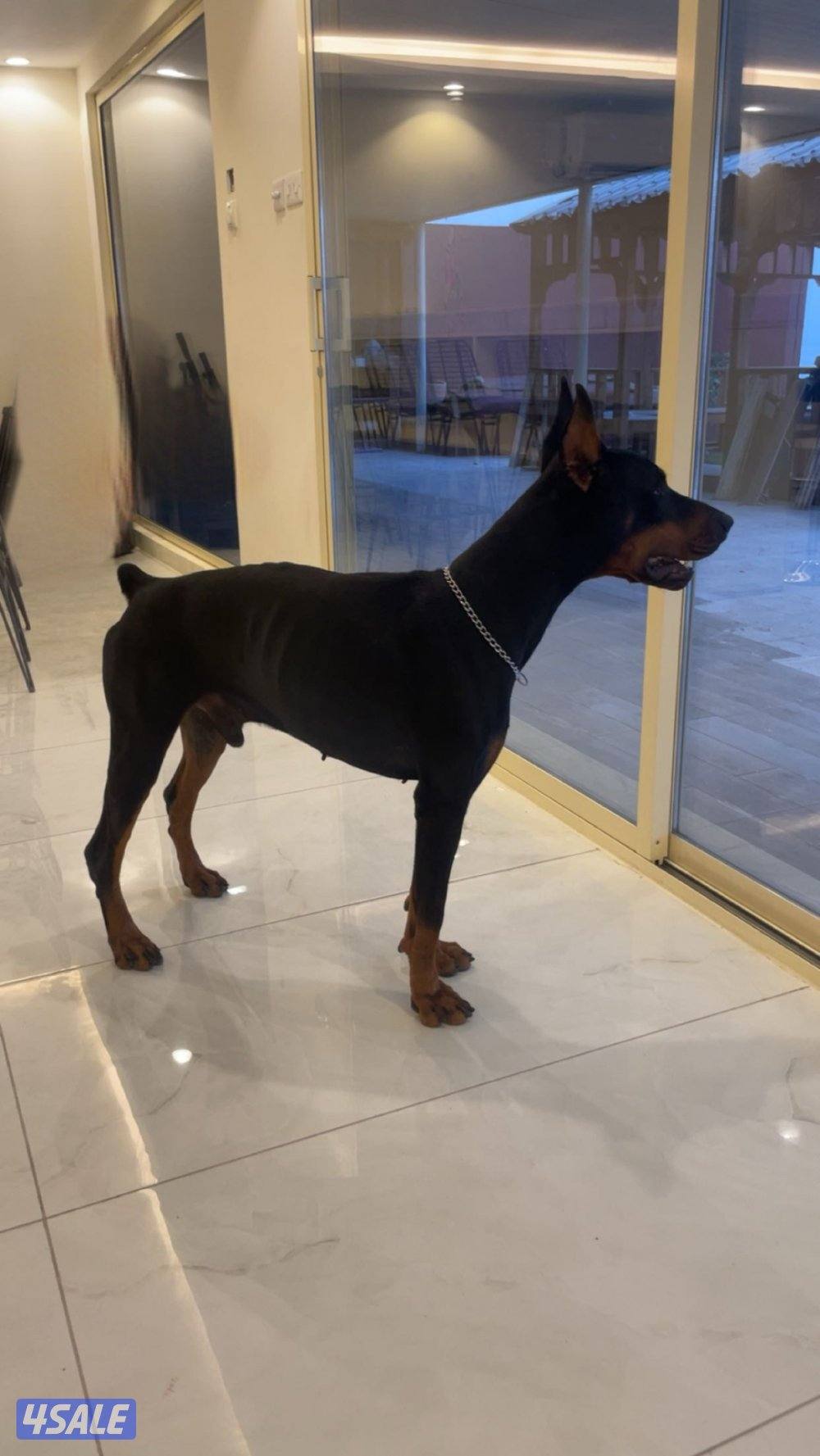 للبيع دوبر0