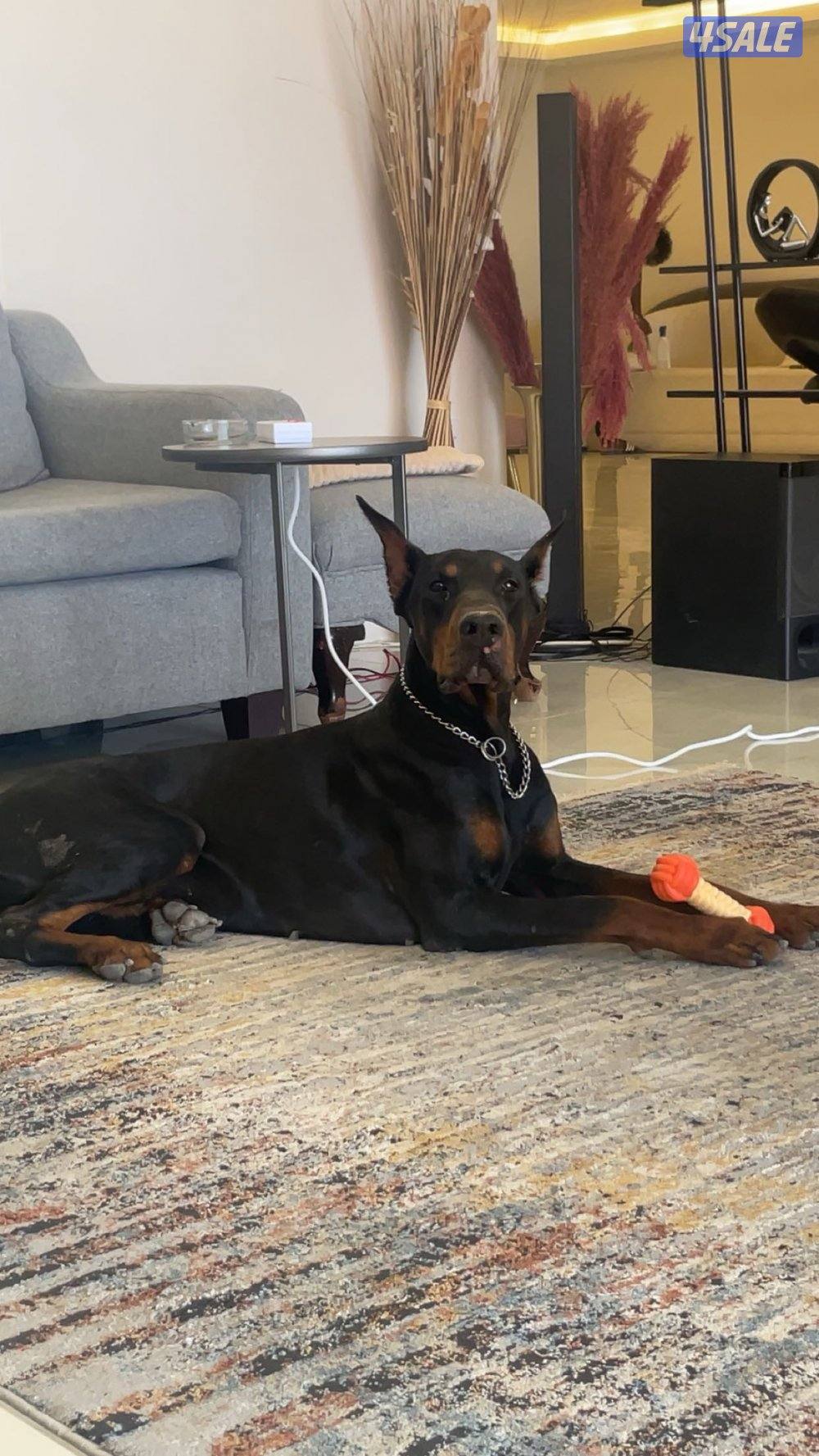 للبيع دوبر1