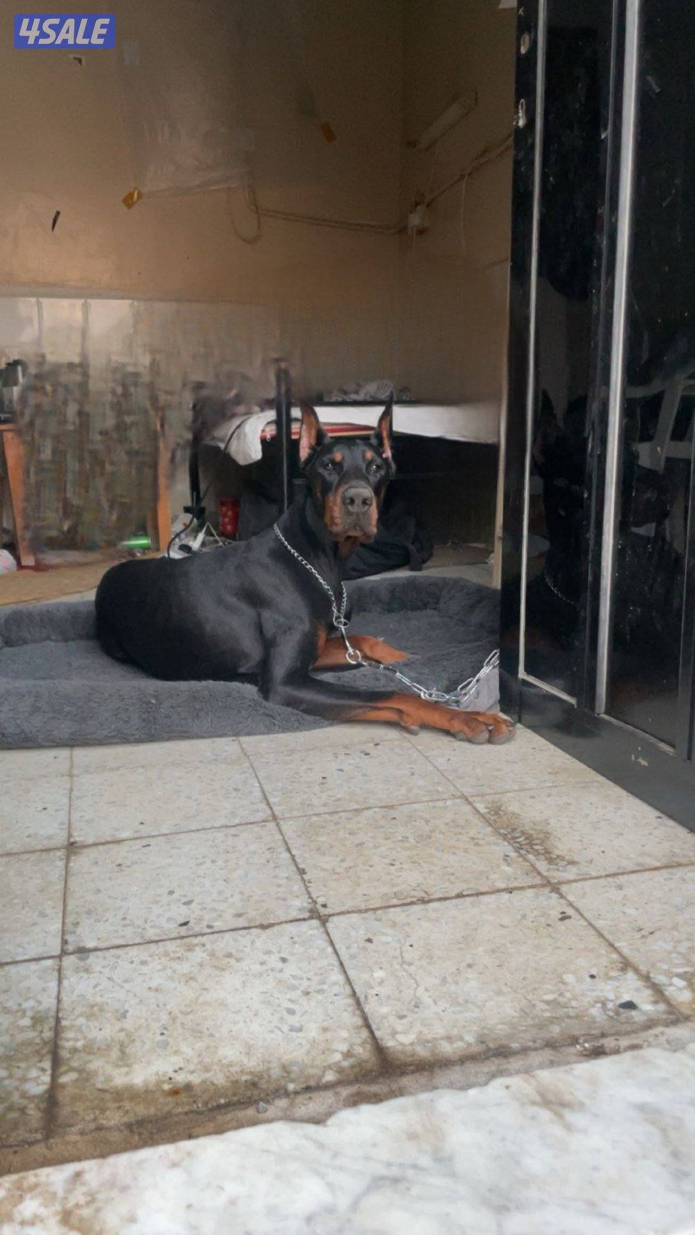 للبيع دوبر2