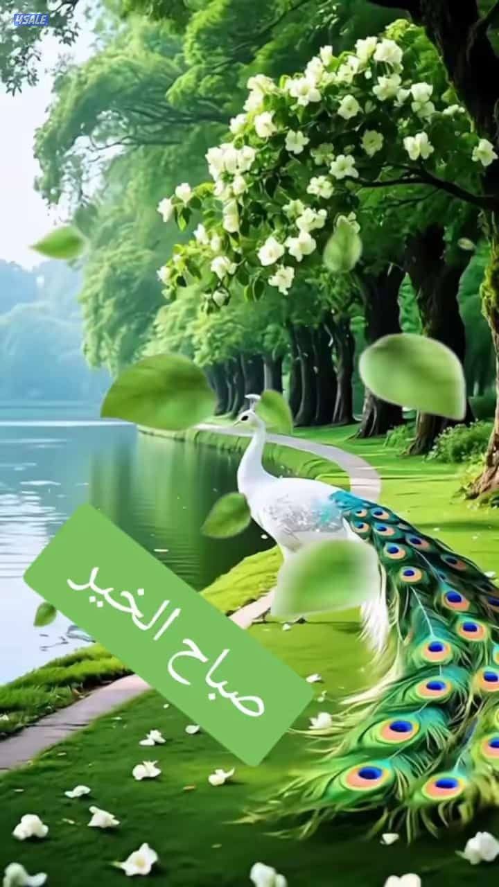 للايجار شقه بجنوب عبدالله ٣غرف ٣حمام وصاله ومطبخ وغرفة خ0