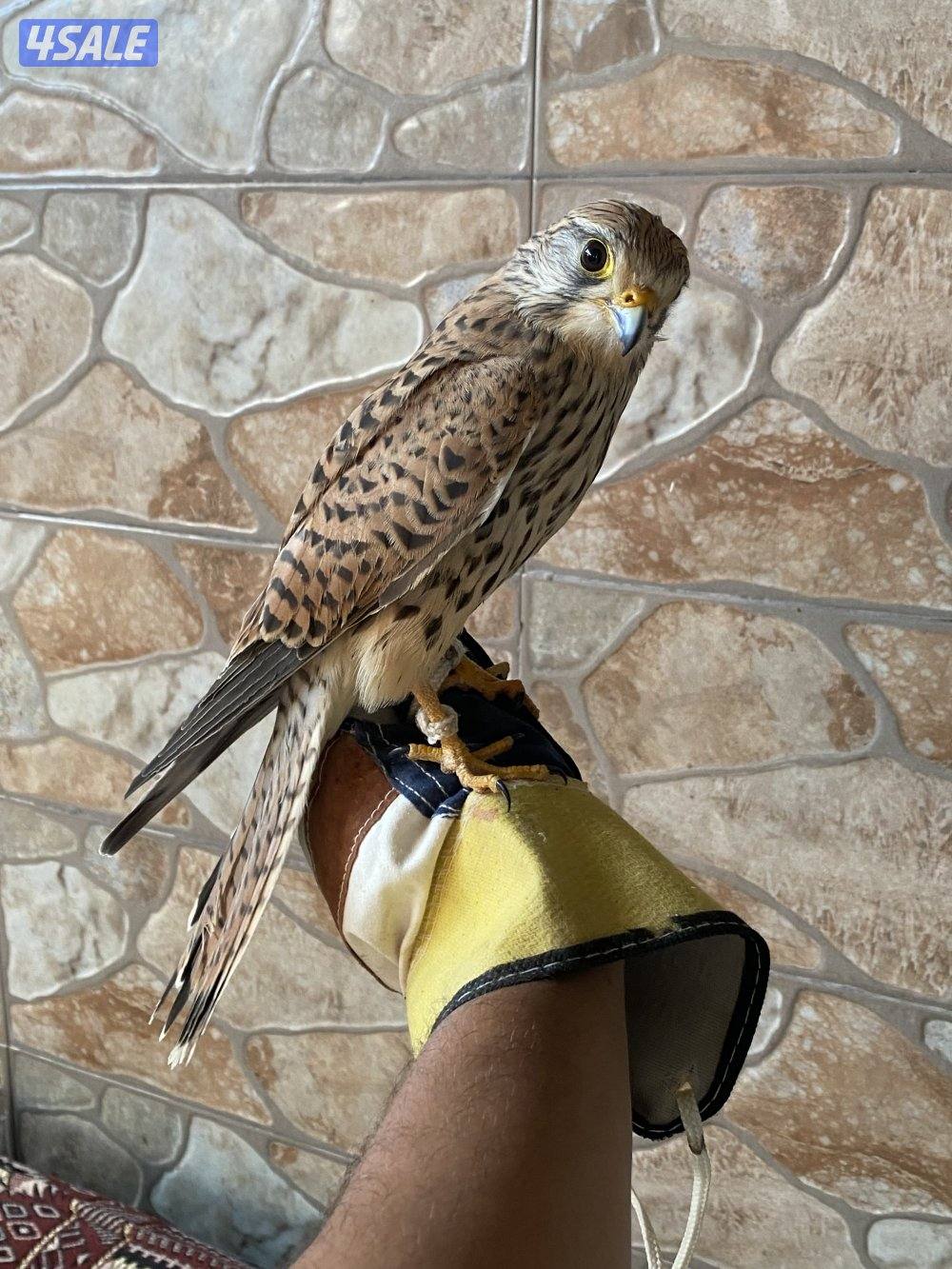 طير صغير شامل التوصيل الرابعه1