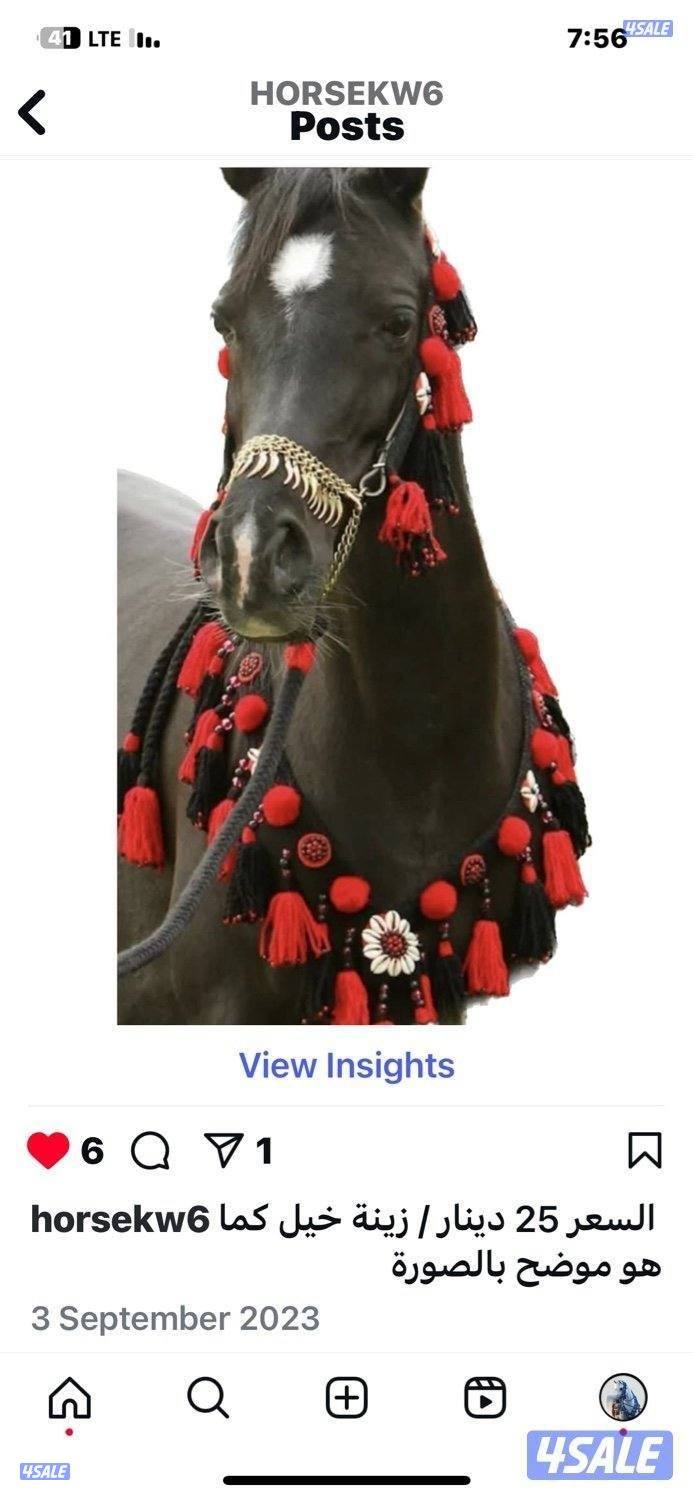 كل ما يحتاجه الخيل والفارس - متجر قيس في اسطبلات الجهراء 🐎6