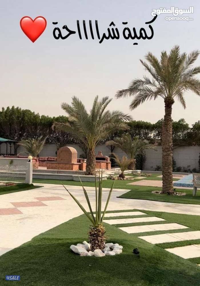 استراحة دار عز الهجن صوب جبد7