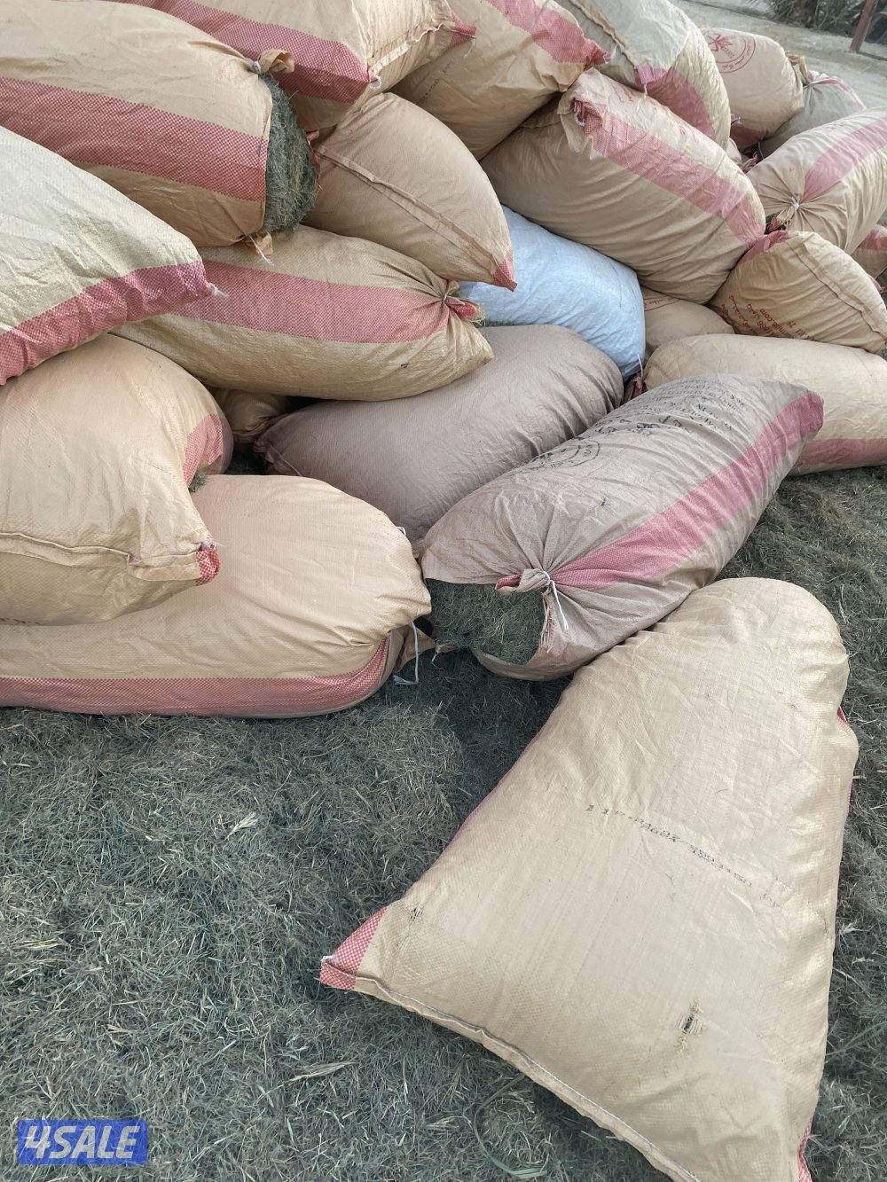 خياش علف ثيل + بذور برسيم2