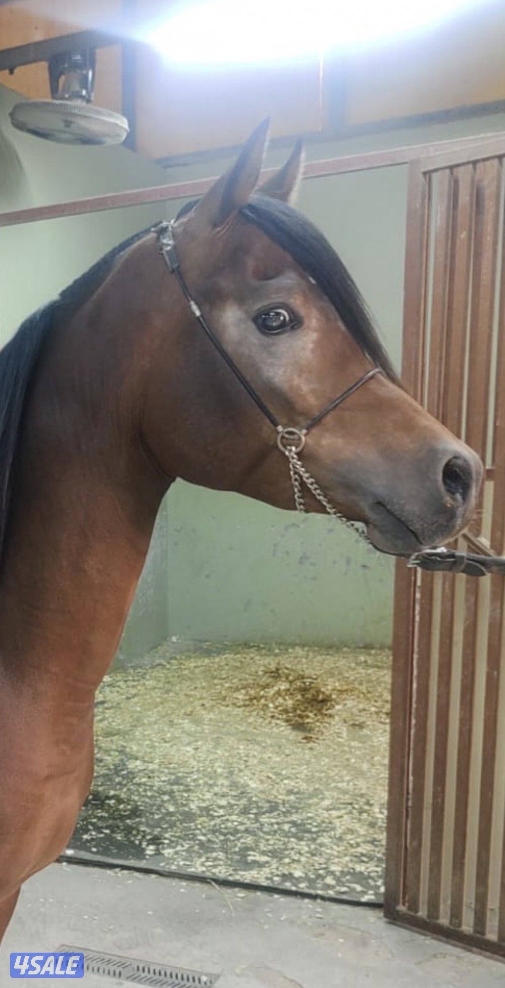 للبيع مهر مكس1