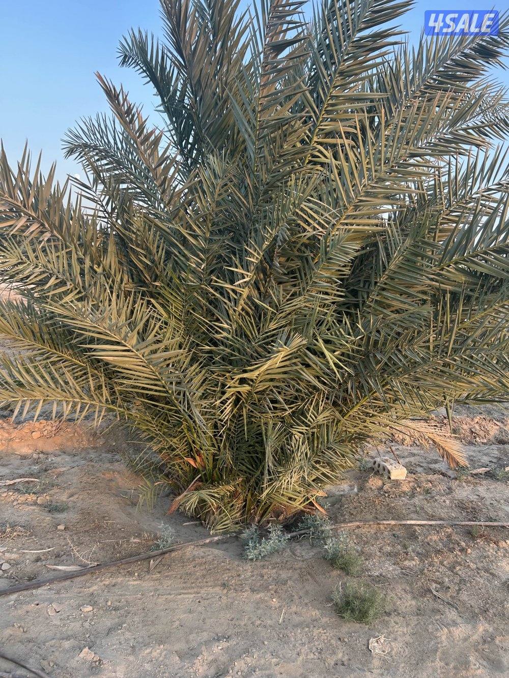 للبيع فسايل فحول فروخ غنامي1