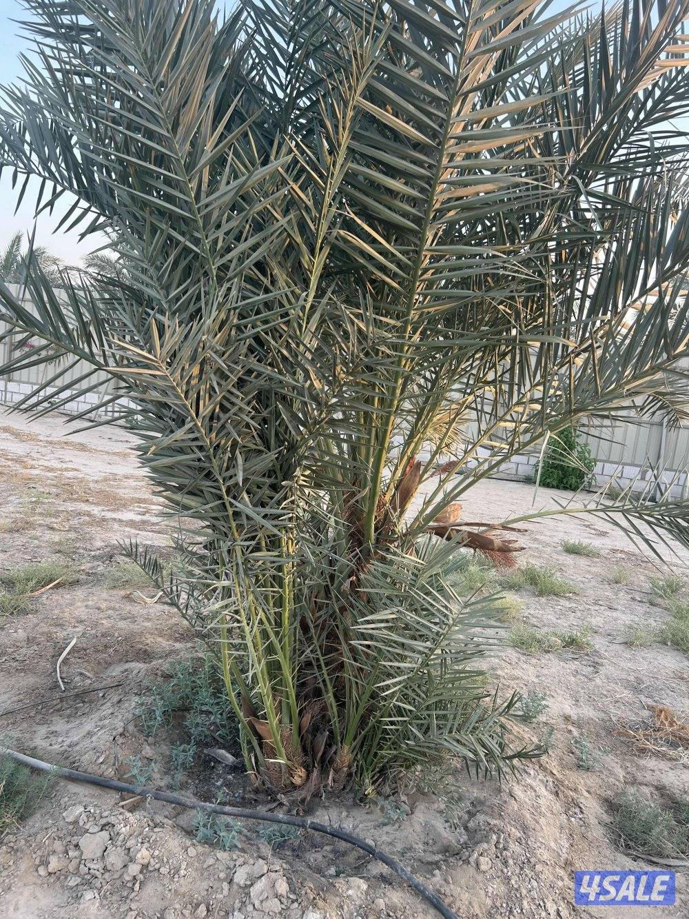 للبيع فسايل فحول فروخ غنامي2