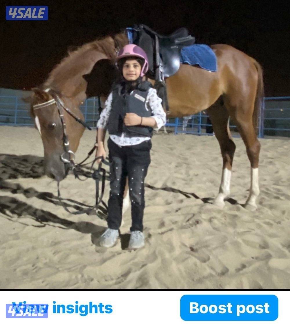 🐎 مركز قيس لتعليم الفروسية  / اسطبلات الجهراء/  12 حصة1