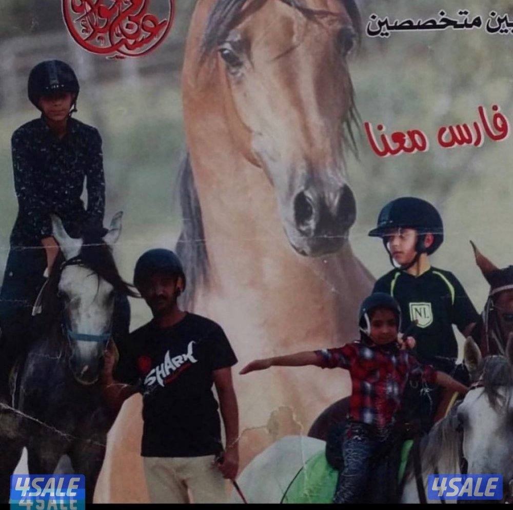 🐎 مركز قيس لتعليم الفروسية  / اسطبلات الجهراء/  12 حصة2