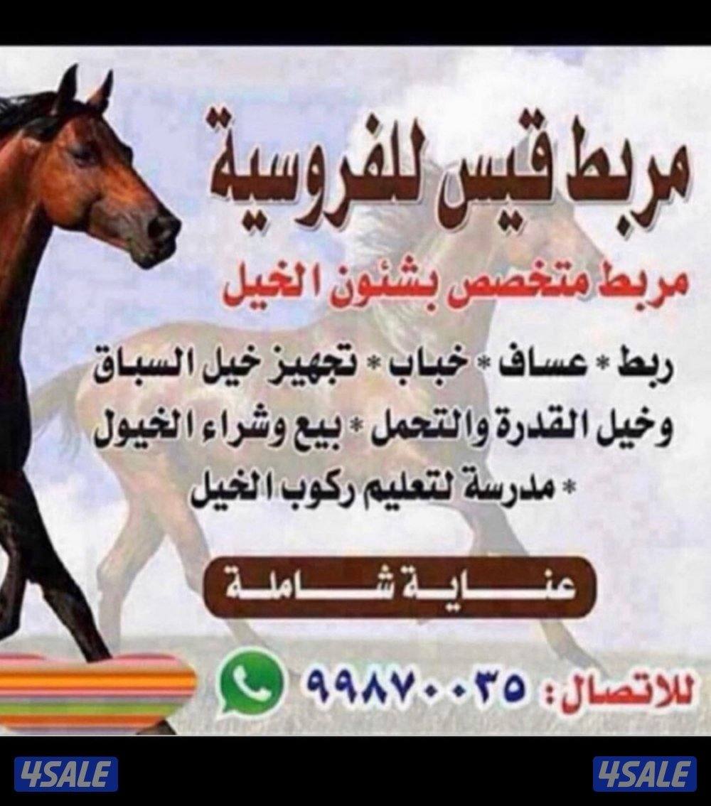 🐎 مركز قيس لتعليم الفروسية  / اسطبلات الجهراء/  12 حصة3