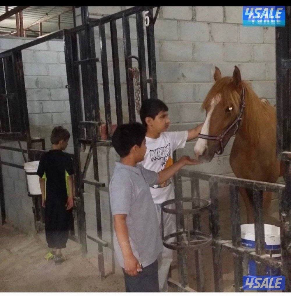 🐎 مركز قيس لتعليم الفروسية  / اسطبلات الجهراء/  12 حصة4