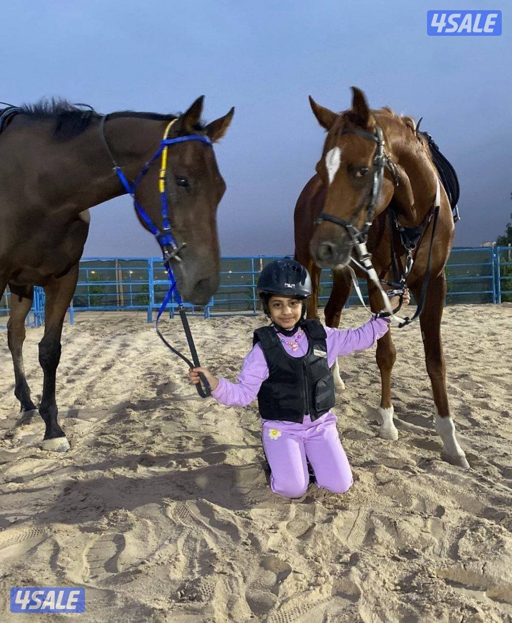 🐎 مركز قيس لتعليم الفروسية  / اسطبلات الجهراء/  12 حصة5