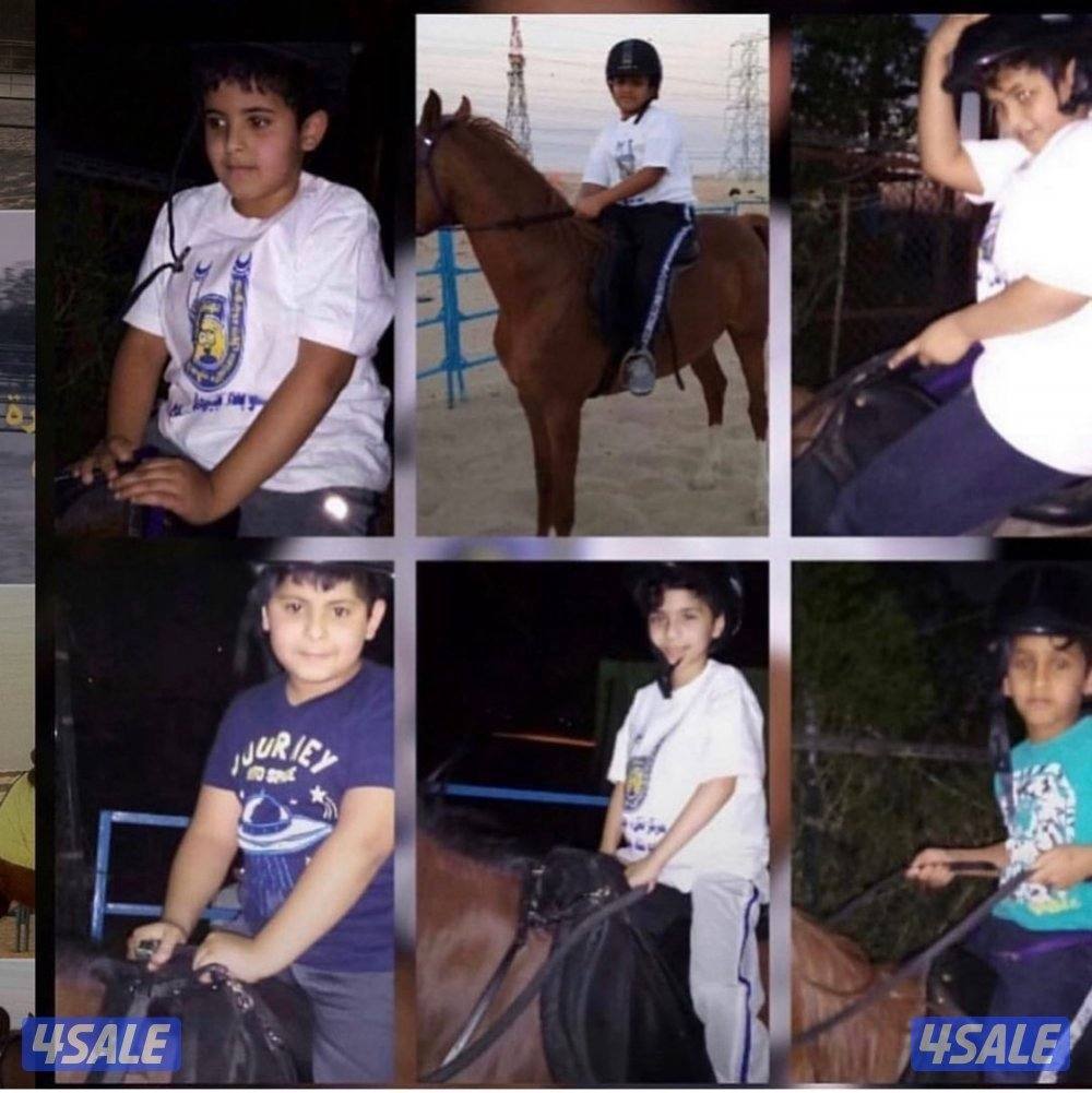 🐎 مركز قيس لتعليم الفروسية  / اسطبلات الجهراء/  12 حصة7