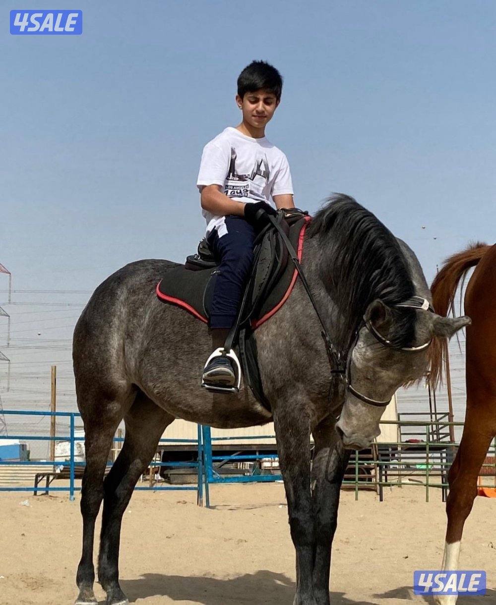 🐎 مركز قيس لتعليم الفروسية  / اسطبلات الجهراء/  12 حصة9