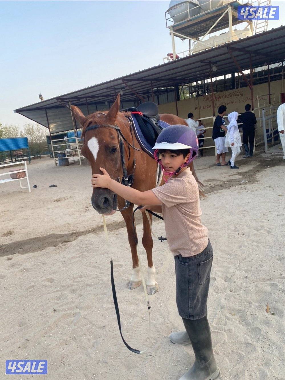 🐎 مركز قيس لتعليم الفروسية  / اسطبلات الجهراء/  12 حصة8