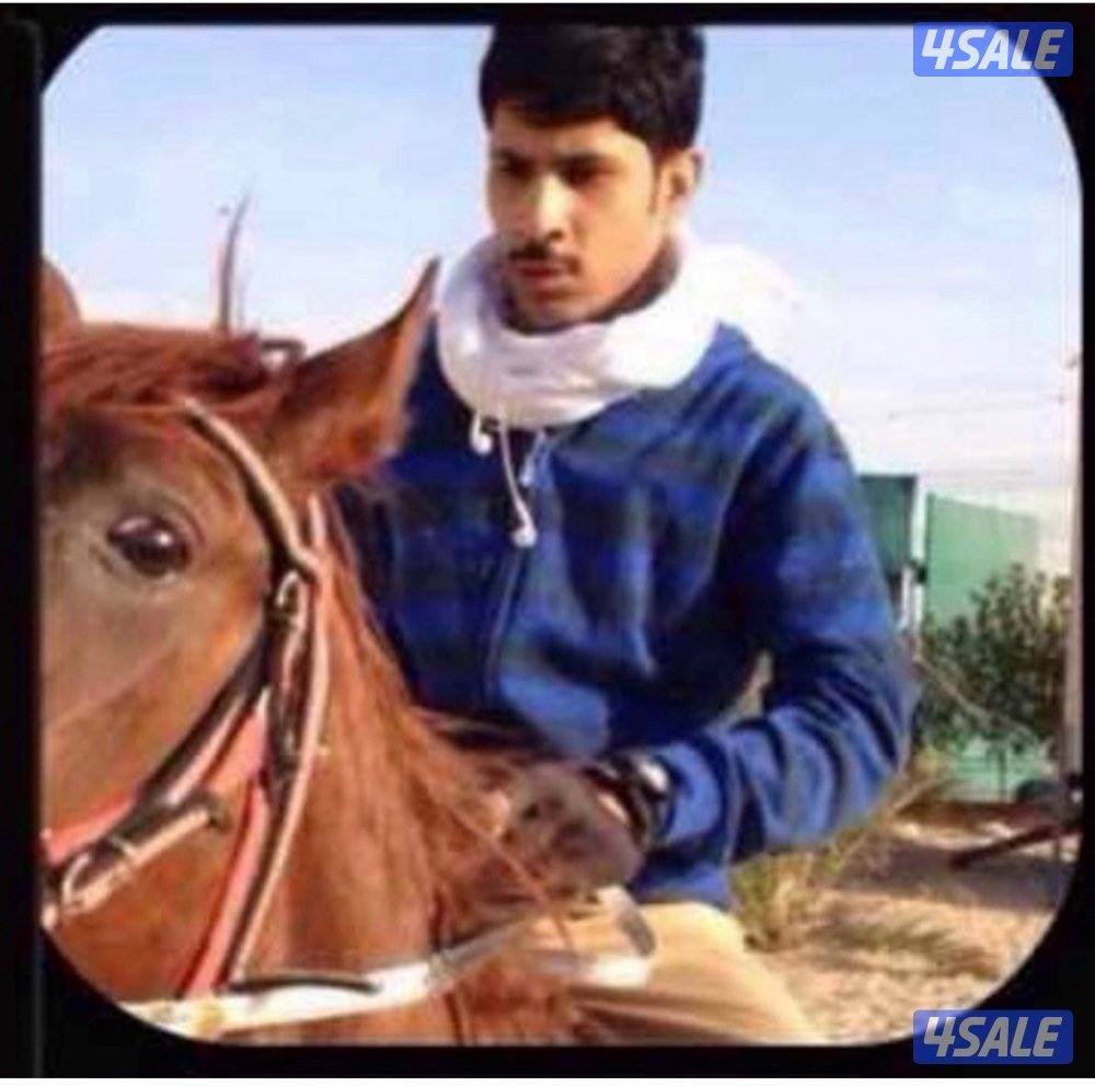 🐎 مركز قيس لتعليم الفروسية  / اسطبلات الجهراء/  12 حصة10