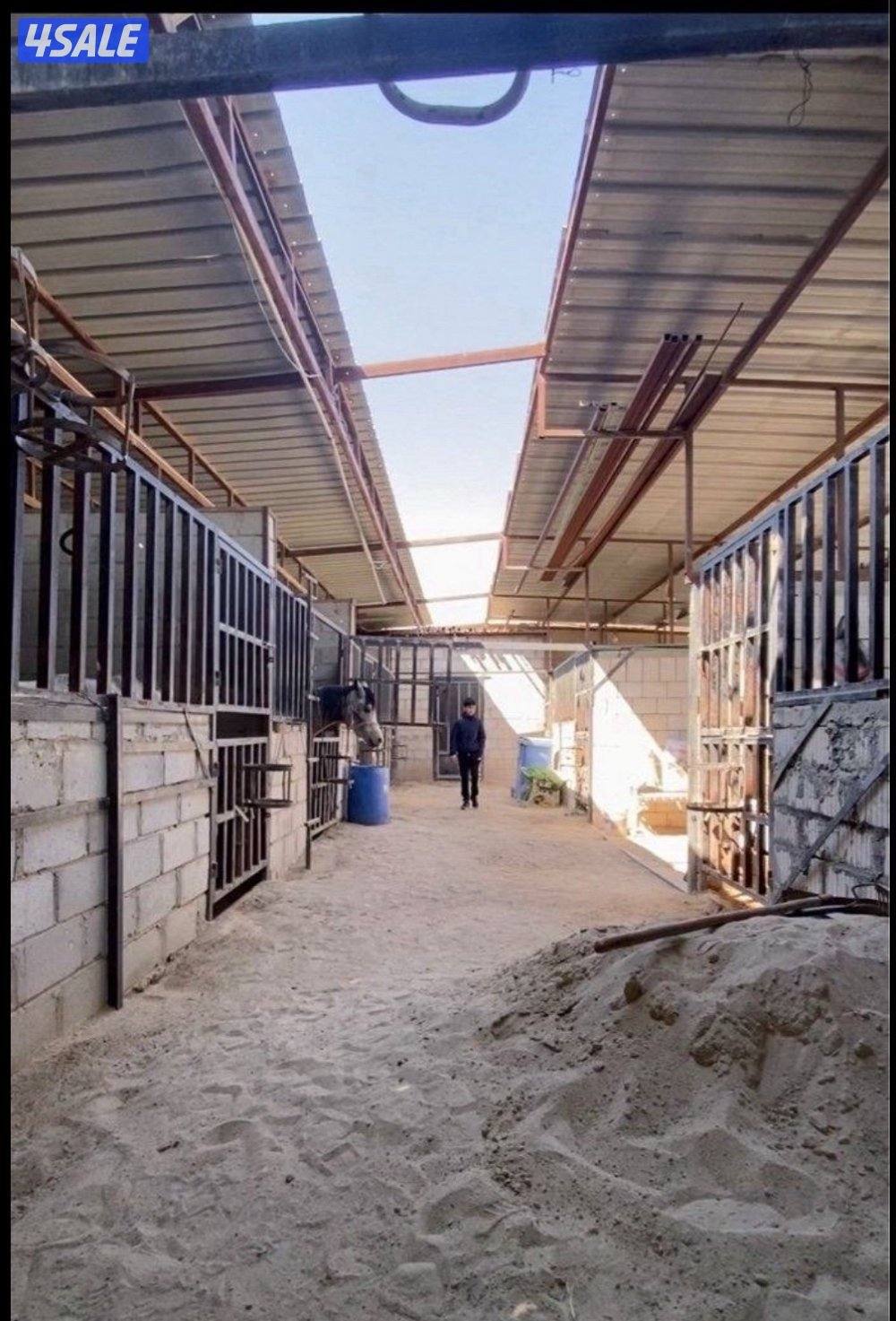 🐎 مركز قيس لتعليم الفروسية  / اسطبلات الجهراء/  12 حصة11