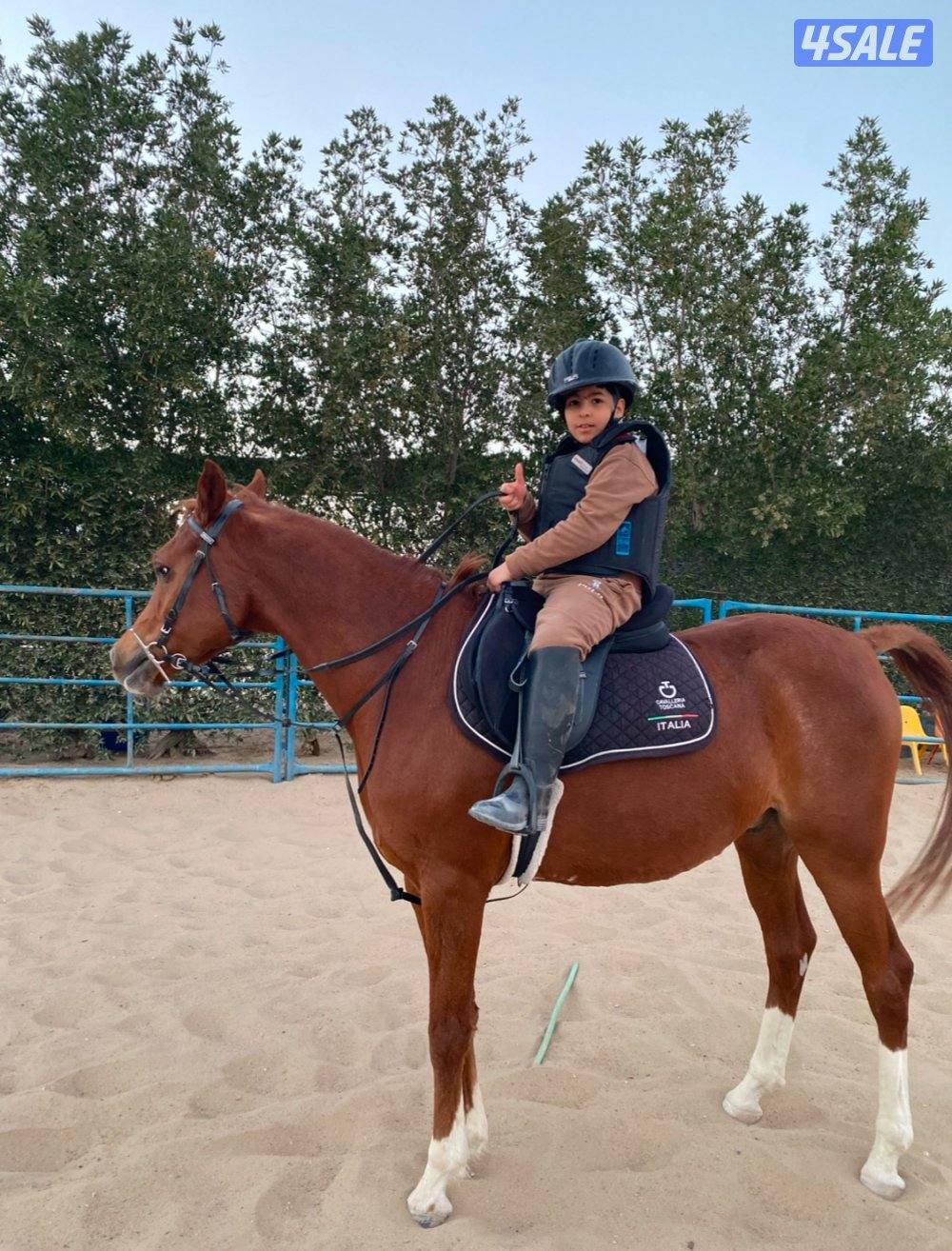 🐎 مركز قيس لتعليم الفروسية  / اسطبلات الجهراء/  12 حصة13