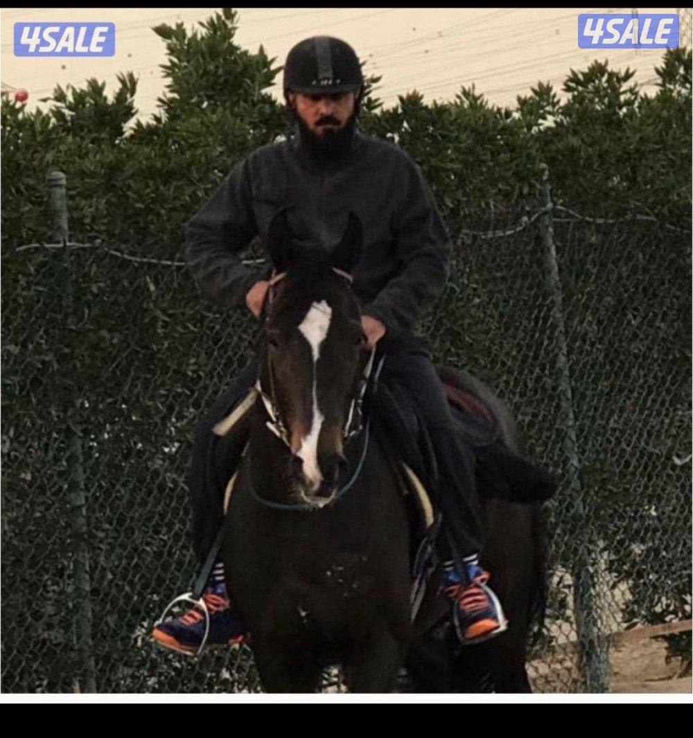 🐎 مركز قيس لتعليم الفروسية  / اسطبلات الجهراء/  12 حصة14