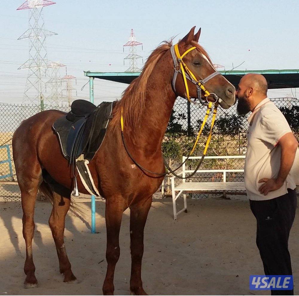 🐎 مركز قيس لتعليم الفروسية  / اسطبلات الجهراء/  12 حصة15