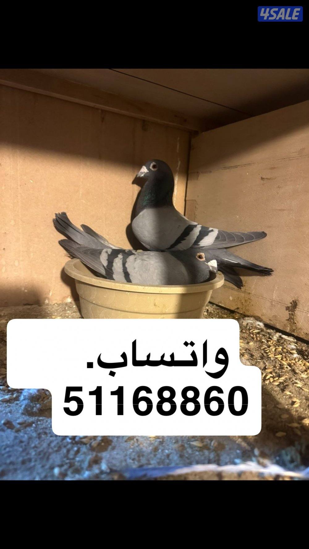 زاجل هنغاري, No:20253630
