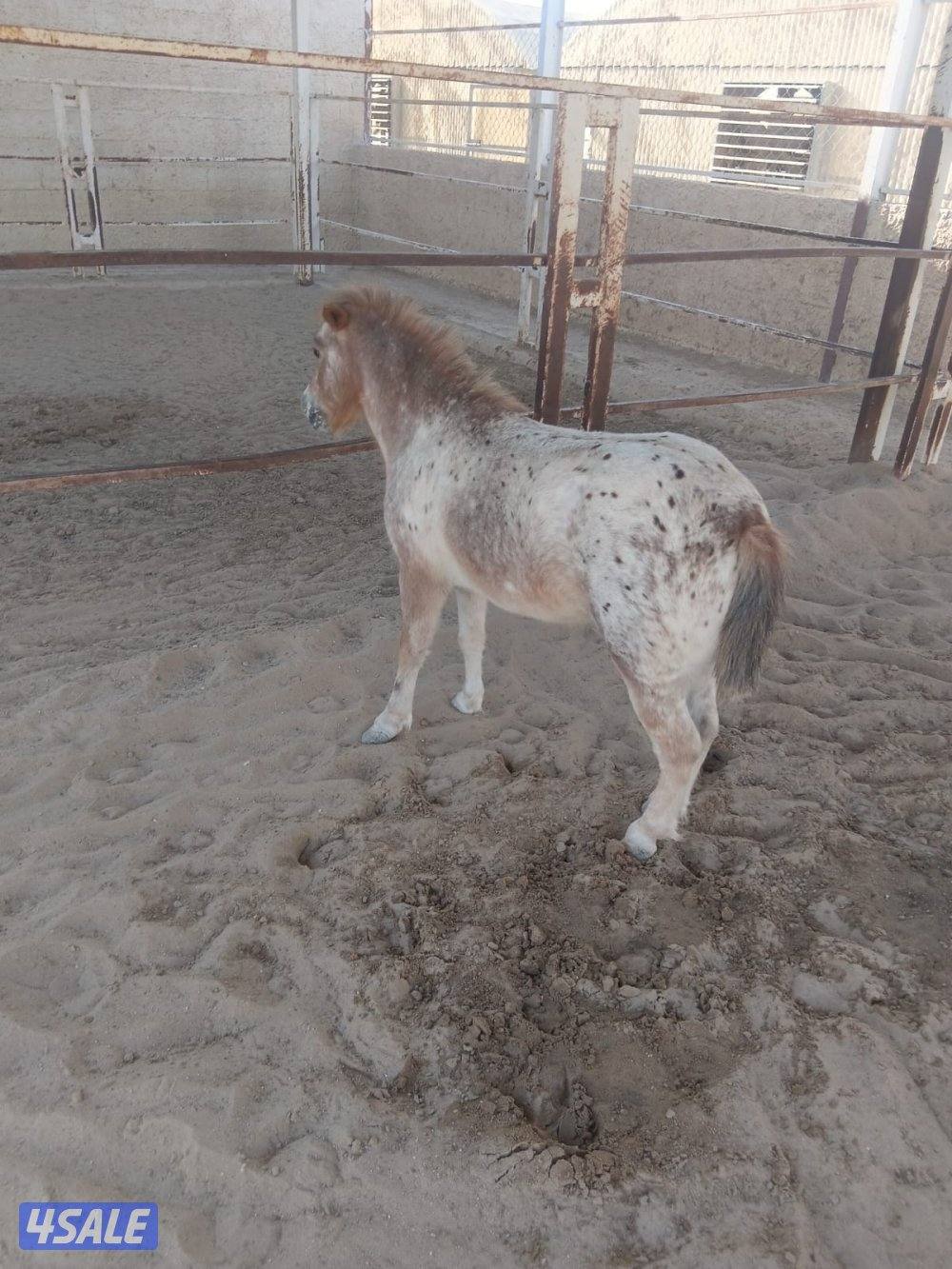 للبيع بوني فرس الوفره0