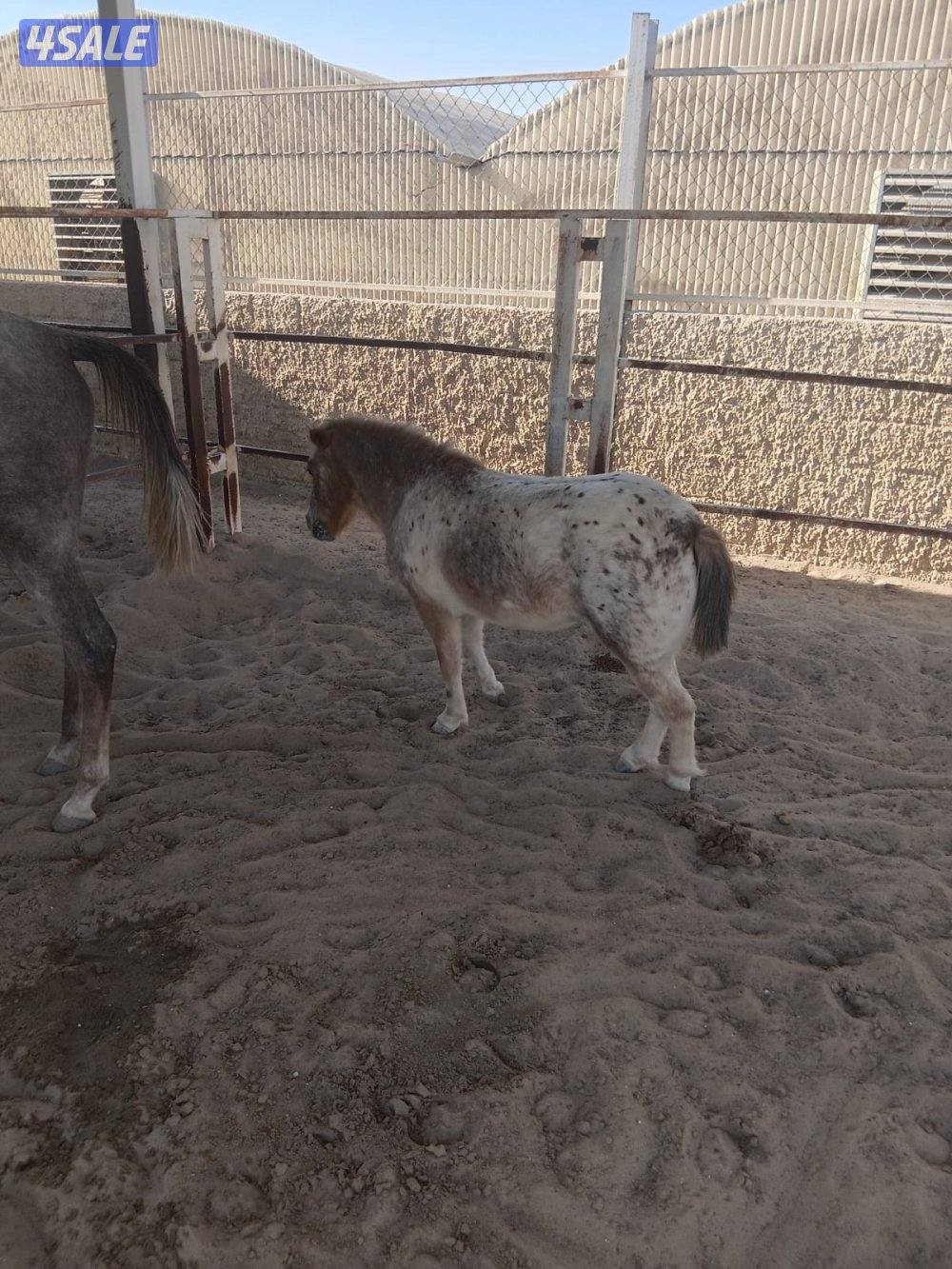 للبيع بوني فرس الوفره1