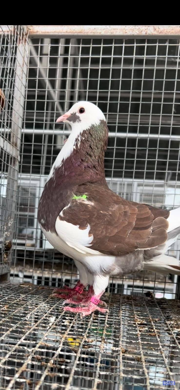 للبيع طبات ابرق بيور 🇫🇷 الاهالي ختم الشركة الفرنسية دم صافي2