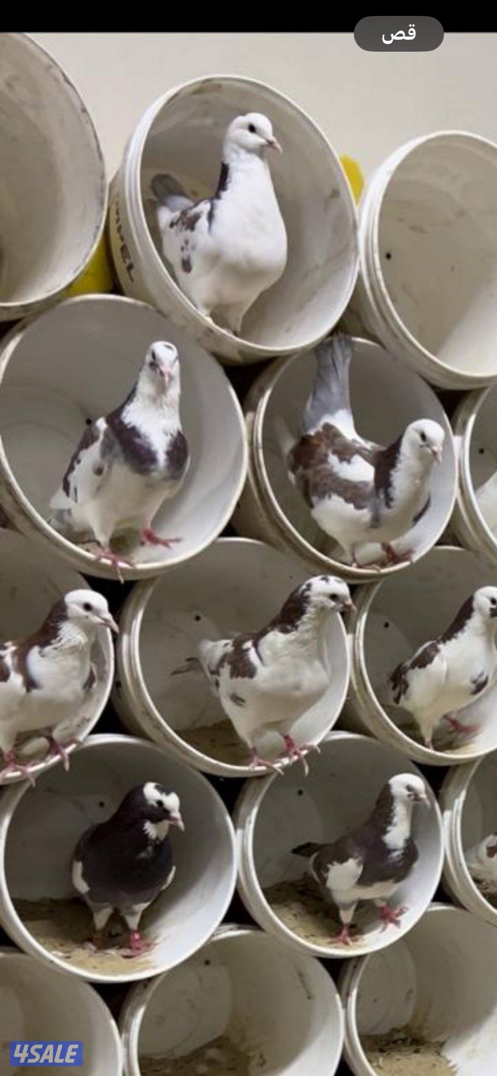 للبيع طبات ابرق بيور 🇫🇷 الاهالي ختم الشركة الفرنسية دم صافي3