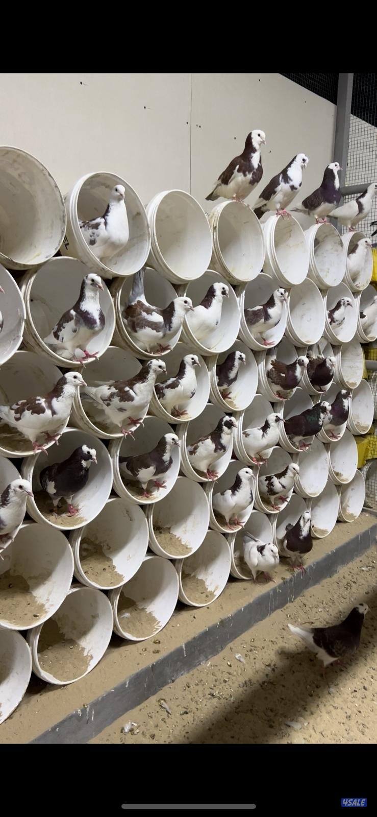 للبيع طبات ابرق بيور 🇫🇷 الاهالي ختم الشركة الفرنسية دم صافي4