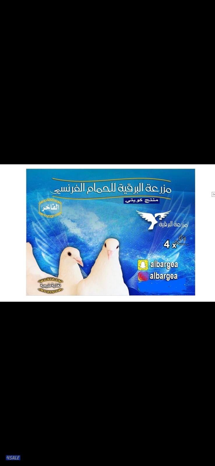 للبيع طبات ابرق بيور 🇫🇷 الاهالي ختم الشركة الفرنسية دم صافي5