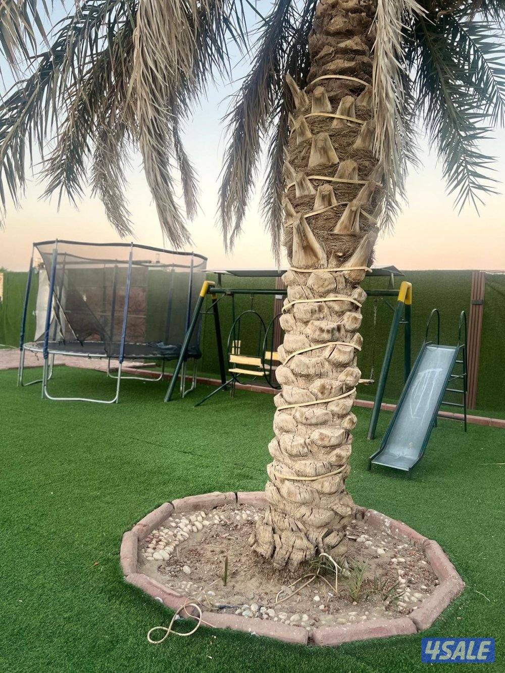 للأجار استراحة دار طلال3