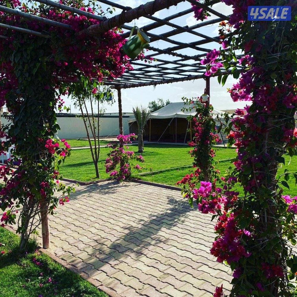 للايجار استراحه في كبد سوبر ديلوكس ايجار يومي فقط عوائل0