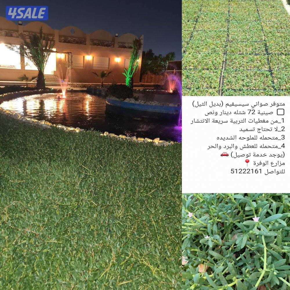 صينية نبات السيسيفيم الزاحف0