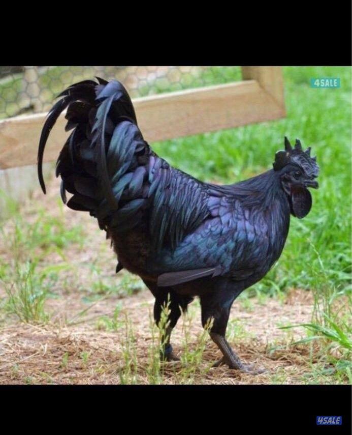 للبيع اندوليسي دم صافي 🩸1