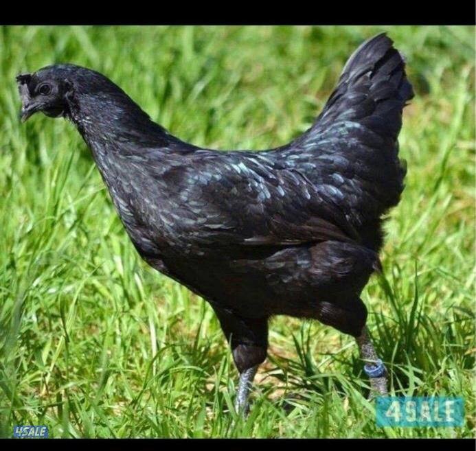 للبيع اندوليسي دم صافي 🩸0