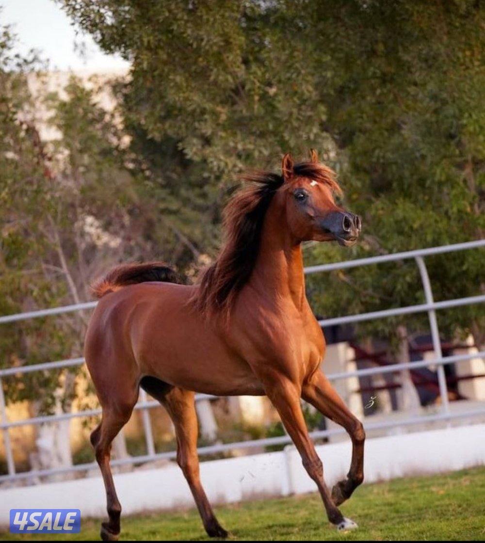 فرس بنت الايال ..كواليتي فاخر .. الوفره0