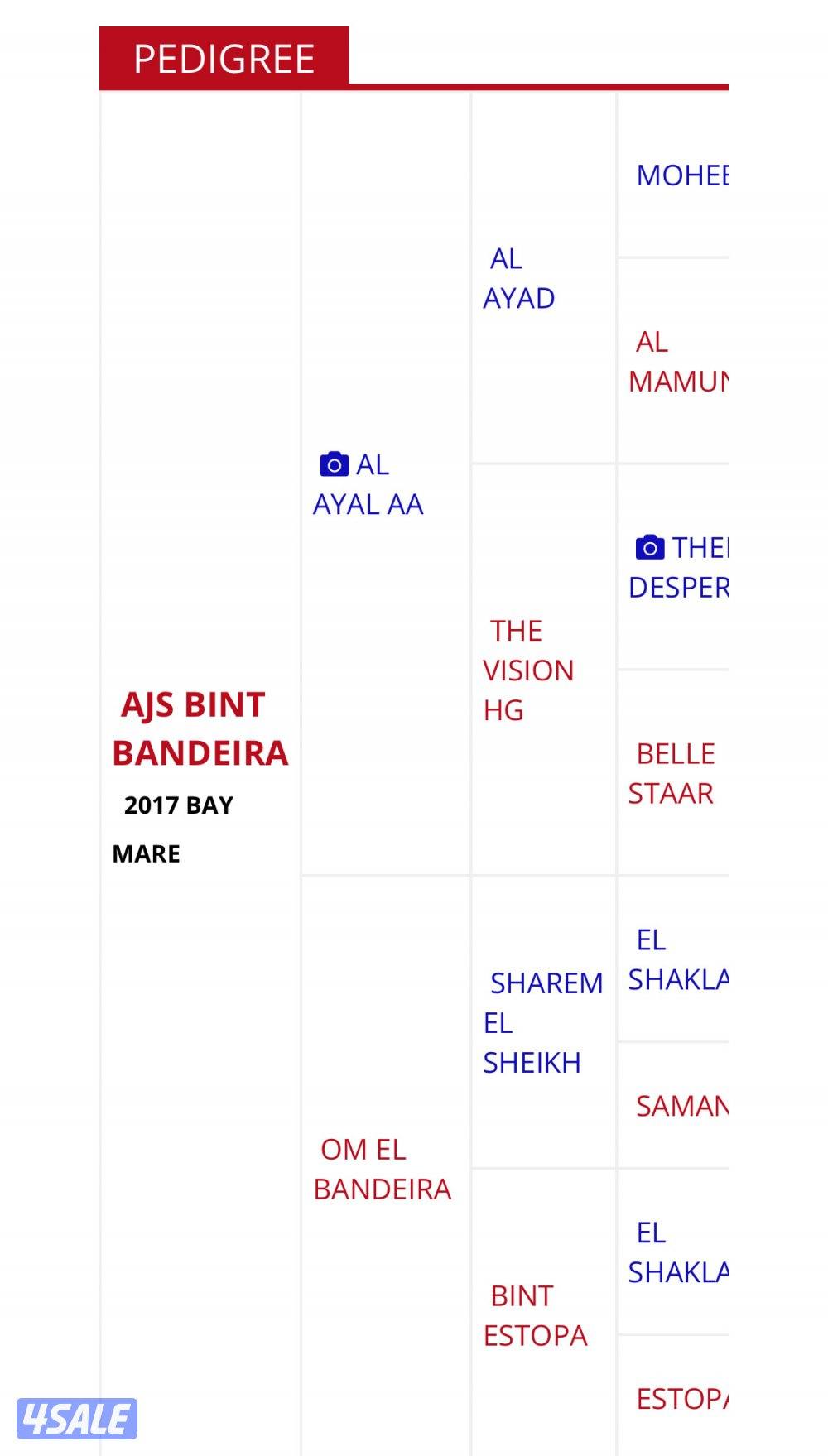 فرس بنت الايال ..كواليتي فاخر .. الوفره1