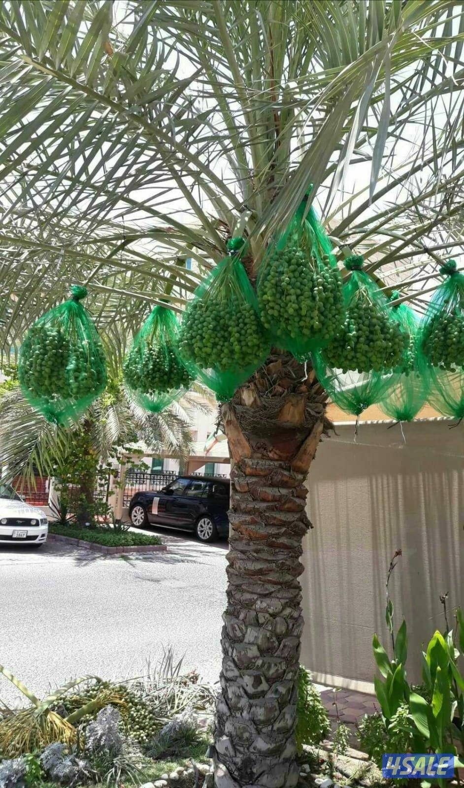 تنسيق حدائق4