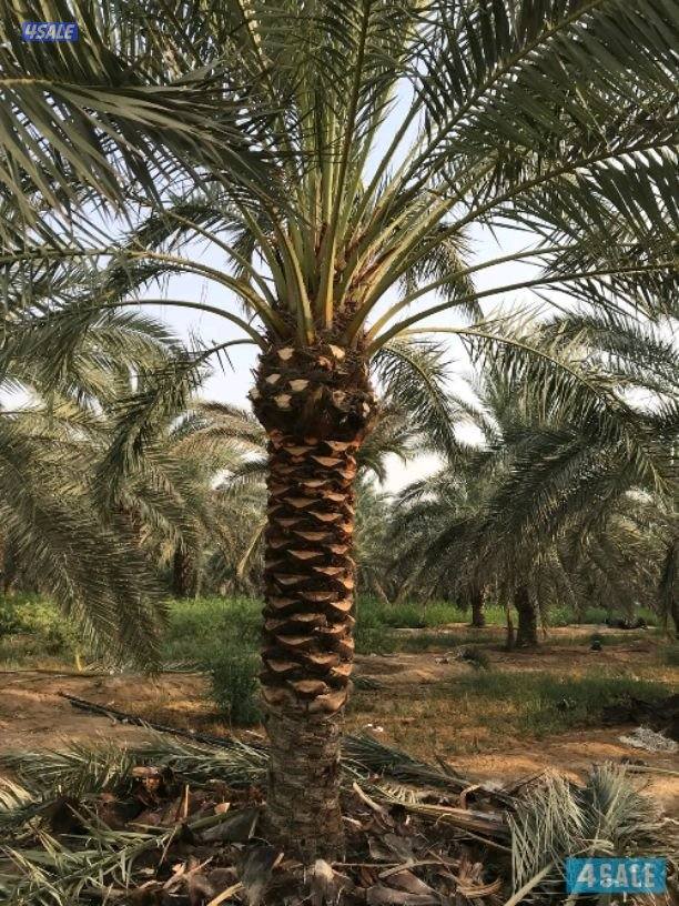 تنسيق حدائق5