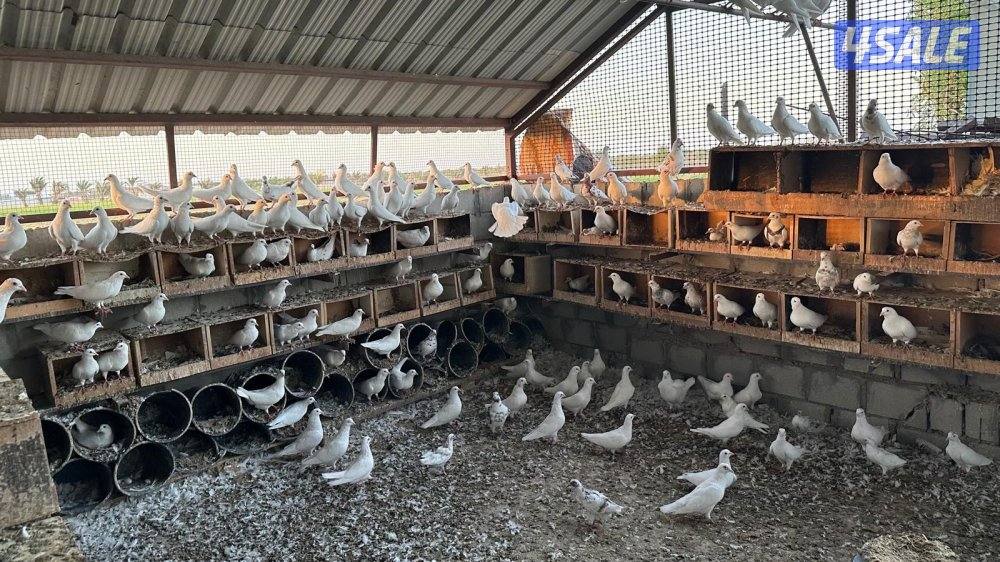 للبيع حمام لاحم فرنسي الاستلام من العبدلي العدد 1001