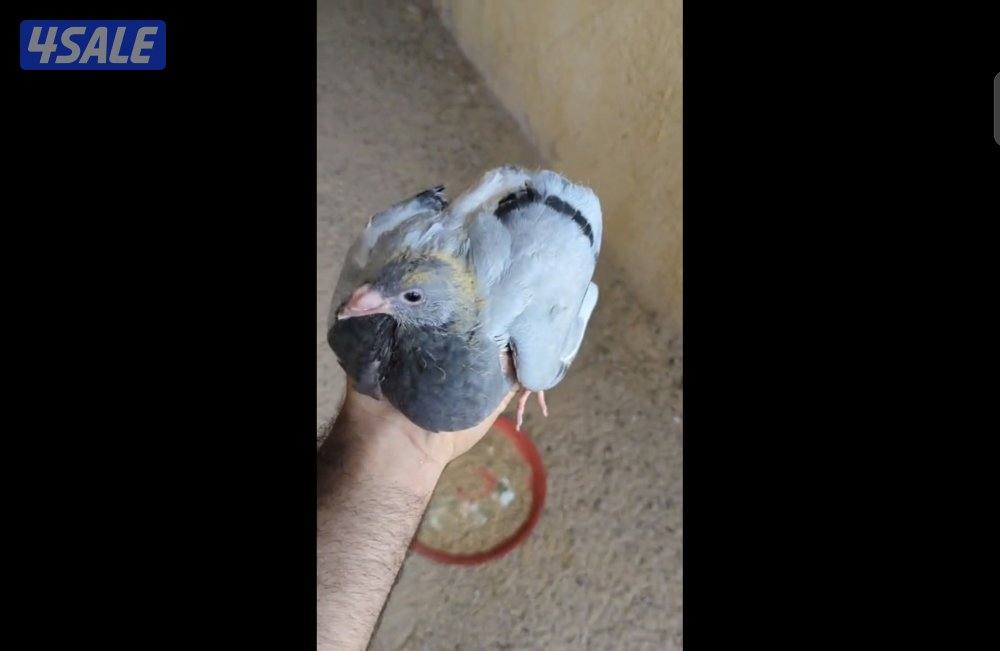 🔥 جاهز للاكل فروخ زاجل \ فري بسعر الجملة 🔥0