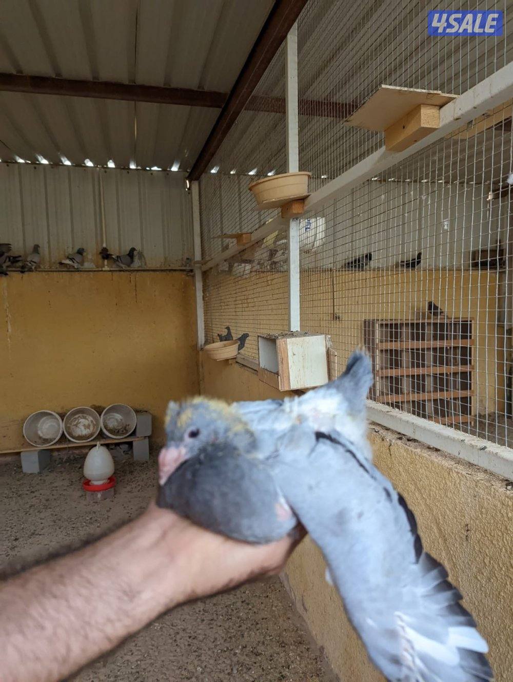 🔥 جاهز للاكل فروخ زاجل \ فري بسعر الجملة 🔥1