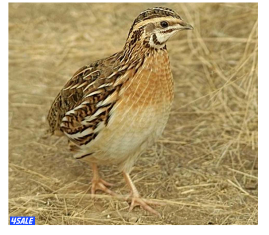 🔥 جاهز للاكل فروخ زاجل \ فري بسعر الجملة 🔥2