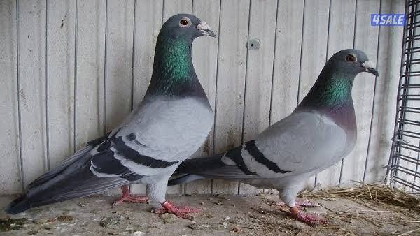 مطلوب ازاوج زاجل منتجه مع الخانات, No:20273598