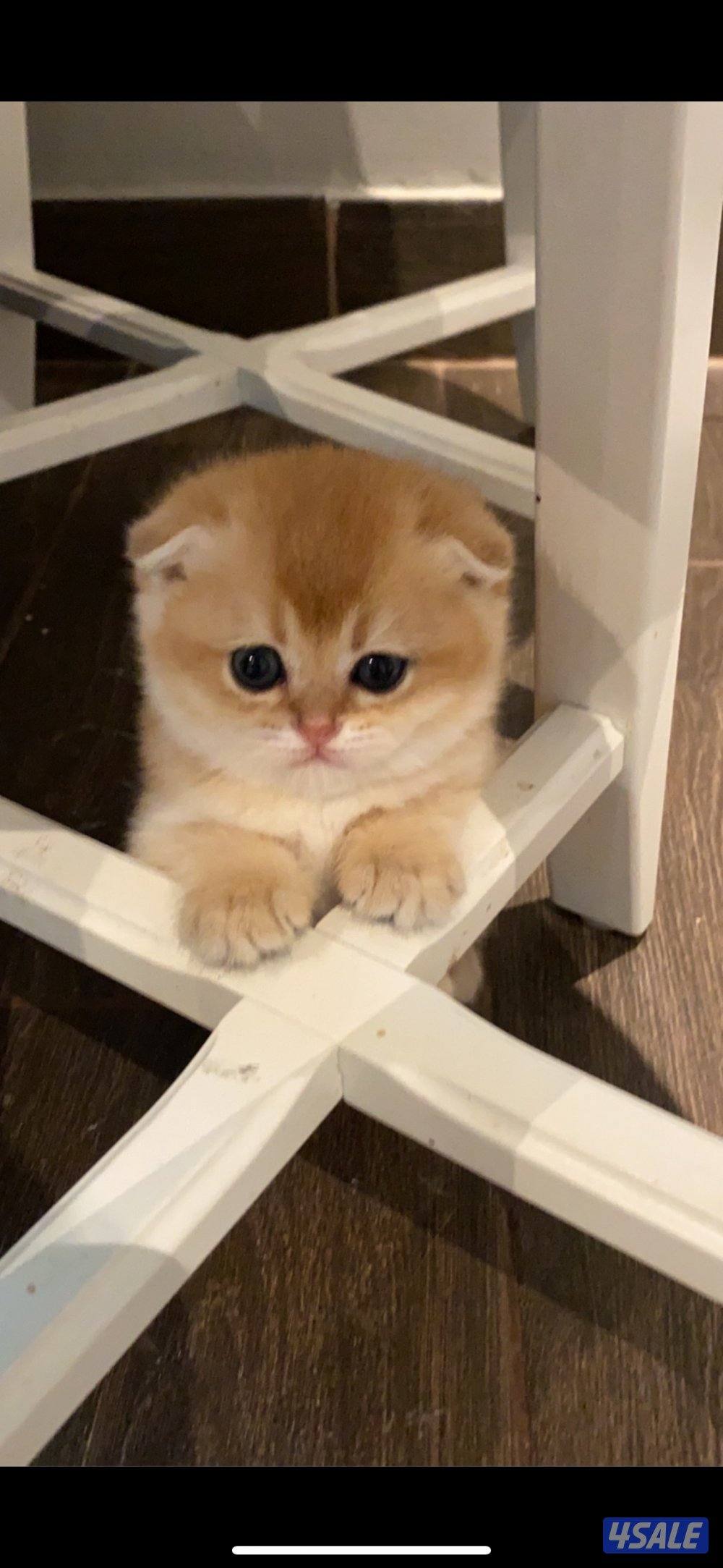 قطوة SFS NY12 للبيع مسجله بمنظمة WCF1